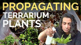 Propagate plants for terrariums