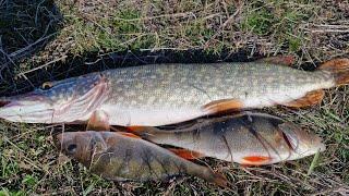 Хороший день на рыбалке. Выезд на хищника Бердянское водохранилище 17 11 2024