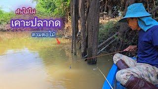 เคาะปลากด คันไม้ไผ่ ตกปลากดตามตอไม้ / บ้านนอก EP.810