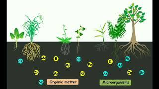 Most important part of terrace garden- a complete guide- Part-4. Do's and don'ts for your garden.