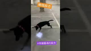 就愛追閃亮亮,樂咖麻吉,#有貓靈魂的麻吉,#散步 ,#shorts ,#狗狗散步 ,#遛狗 ,#搞笑