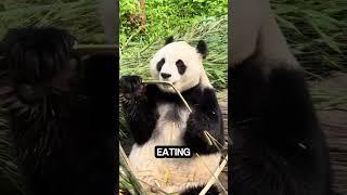 Thinking pandas are just cute? These facts will hit you like bamboo—especially the last one! #panda