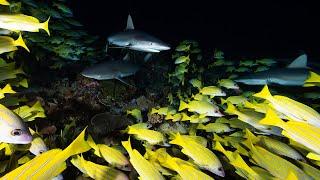 Sharks of French Polynesia ©19 Wild Earth Expeditions