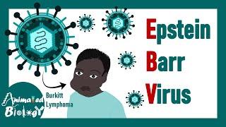 Epstein–Barr virus (EBV) | Viral structure, pathogeneis, diagnosis and treatment of EBV