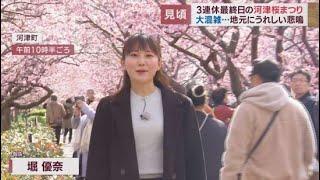 穏やかな天候に恵まれた３連休 河津桜まつりは「見ごろ宣言」が出され大勢の観光客が　静岡・河津町