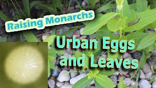 Raising Monarchs - Urban Eggs and Leaves (Help The Monarch Butterfly)