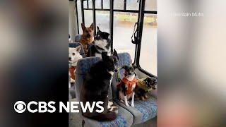 Doggie bus in Alaska takes puppies on walks and adventures