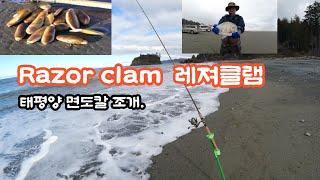 Razor clam seasons Open (레져클램) 한국의 맛조개 비슷,태평양 바닷가 땅속에 수북히 쌓여 , 수천명이 몰려는 신나고 달콤한 채험의 현장.