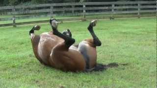 My happy horse, Lindy rolling in the grass