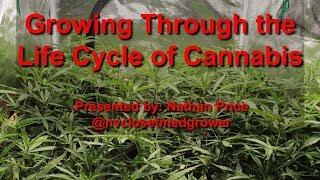 Growing Through the Life Cycle of Cannabis - Grow Class