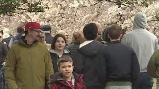 National Cherry Blossom Festival 2024 officially kicks off despite gloomy weather | NBC4 Washington