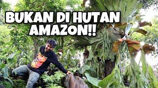 AMAZON VAN JAVA: PESONA KEINDAHAN FORESTSCAPE AROID - EP 79