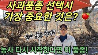 사과농사 올해 다시 시작한다면 어떤 품종을 심을까? 품종선택시 중요하게 고려해야 할점은?