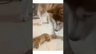 #shorts #beta #funny squirrel that won't leave this dog alone /clip 1839