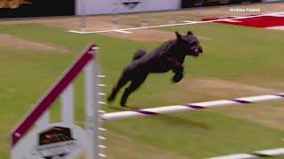 Purina Farms' Incredible Dog Challenge national finals take place this weekend