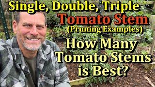 How to Stem Prune Tomato Plants Correctly  (All the Steps for Single, Double, & Triple Stem Pruning)
