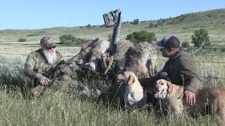 A Quadruple Coyote Harvest with Al Morris