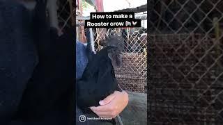 How To Make A Rooster Crow - Ayam Cemani #shorts