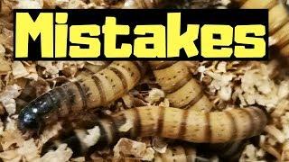 Top 5 Superworm Breeding Mistakes