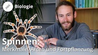 Spinnen: Merkmale, Arten, Fortpflanzung – Biologie | Duden Learnattack