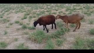 lower goat breeding process