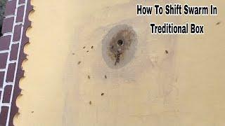 How To Shift Swarm In Treditional Box | Beekeeping At Home