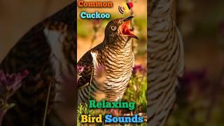 The Iconic Call of the Common Cuckoo!  Real Sounds #shorts #birds #birdsounds