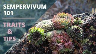 Sempervivum (Hens & Chicks) Succulents - Care Tips & Traits