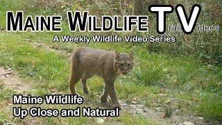 Maine Wildlife/Trail Cam/Coyote/Bobcat/Big Buck/Deer/Fawn/Bucks/Close Up and Natural