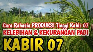 Kelebihan dan kekurangan padi kabir 07 | @inspirasipetani1161