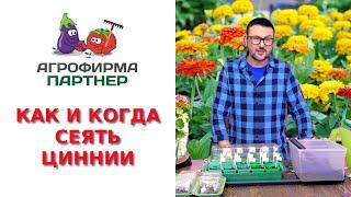 КАК И КОГДА СЕЯТЬ ЦИННИИ