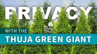 Thuja Green Giant Trees - FastGrowingTrees.com