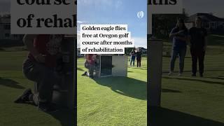 Golden eagle rehabilitated and released in Eagle Point, Oregon