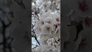 봄이 와도️  #봄여름가을겨울