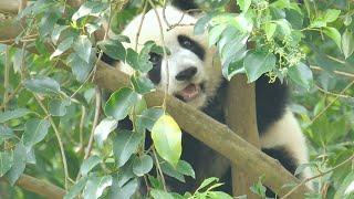 7.31 Baby Jia Xin won't come down. Nanny has to climb up the tree to get her