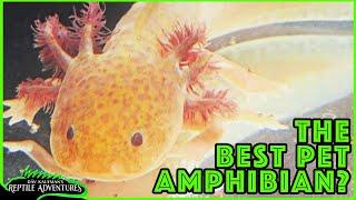 AXOLOTLS! The Best Pet Amphibian?