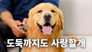 간이고 쓸개고 다 내줌ㅣ견종백과 골든 리트리버편