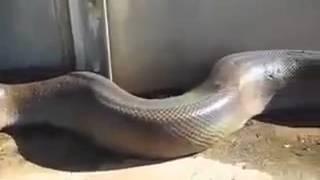 Very danger snake