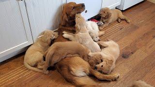 Golden Retriever Dad Babysits Puppies