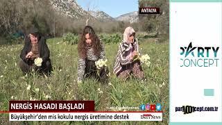 ANTALYA'DA NERGİS HASADI BAŞLADI !