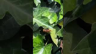 Massive unknown bug in garden #large #bug #fly #wildlife #bee #wasp #insect #hornet