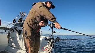 Spring Time Texoma Striper Fishing using the Thumper