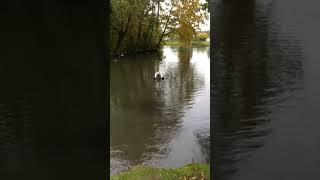 Flying muscovy drake