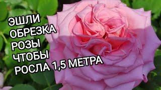 РОЗЫ. Как обрезать розу Эшли, чтобы она была 1,5 метра. Обрезка других групп роз.