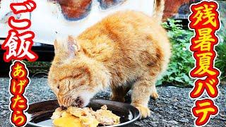 残暑 夏バテの猫たちにご飯をあげたら・・・ 地域猫ボランティアさん急逝後火事エリア さくらねこへの給餌 癒され野良猫動画 感動猫動画