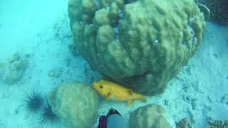 Snorkeling in Zanzibar