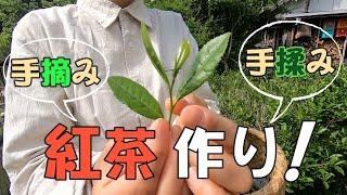 【自給生活】手摘みの茶葉から紅茶を作る　[living] Making black tea from hand-picked tea leaves