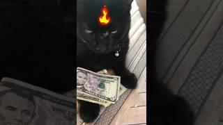 A Rich Cat  #cutecat #cat #shorts