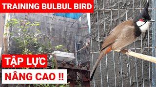 TẬP LỰC NÂNG CAO - CHÀO MÀO HÓT ĐẤU