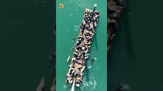 Sea lions sound